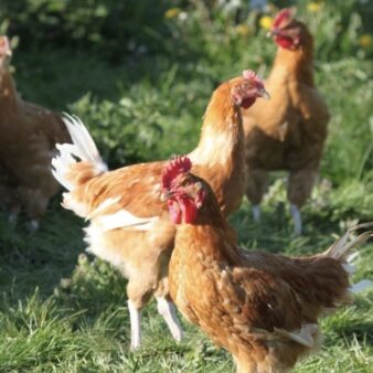 Poules dans la nature